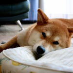 犬がトイレを覚えてくれない！よくある失敗談と対応方法